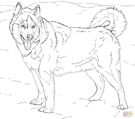 husky cute coloring pages  dogs thekidsworksheet