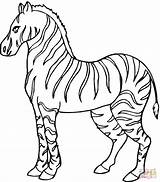 Zebra Coloring Pages Colouring Printable Kids Supercoloring sketch template