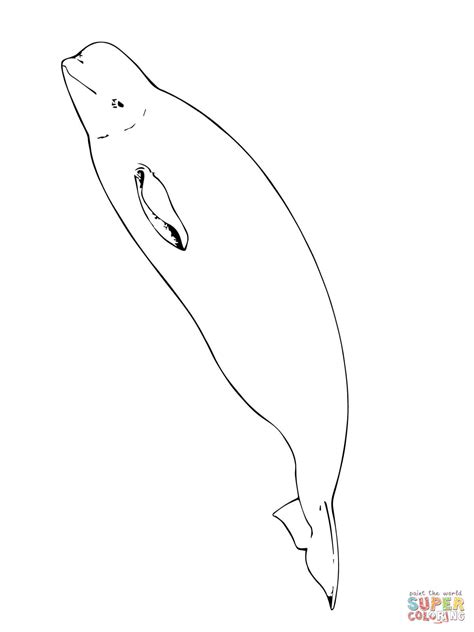 beluga whale coloring page  printable coloring pages