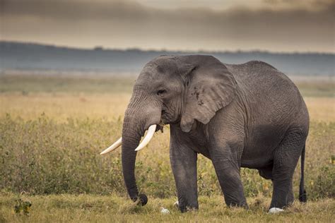 quanti elefanti africani ci sono sul nostro pianeta ce lo dice