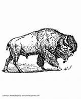 Coloring Bison Pages American Wild Animal North Big Animals Honkingdonkey Go Sheet Kids sketch template