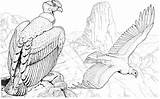 Condor Coloring Andean Cóndor Drawings Bird Andino Condors Supercoloring Pages Tattoo Drawing Dibujo Printable Dibujar Dibujos Da Dark Visit Inca sketch template