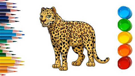 color   leopard   correct answer barkmanoilcom