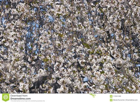 weeping yoshino cherry tree  blossom stock image image  hybrid