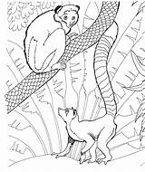 Lemur Coloring Pages Ring Zoo Tailed Animals Printable Print Lemurs Ringtail Color Clipart sketch template