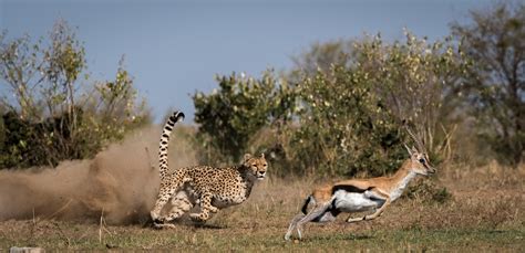 cheetah chasing  thomsons gazelle rnatureismetal