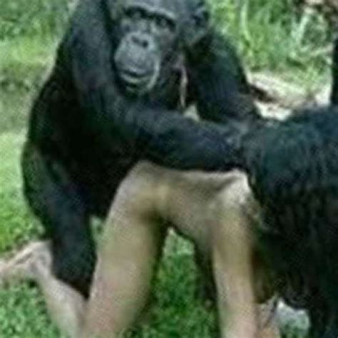 Chimpanzee Sex - Woman sex with chimp | www.gay.bg