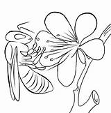 Colorat Albina Bees Pollination Bestcoloringpagesforkids sketch template