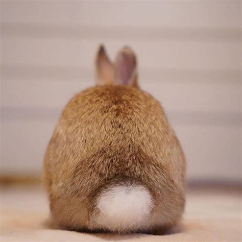 Bunny Bunny Butt Fluffy Bunny Butt Aww