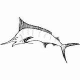 Sailfish Coloring Pages Visit 300px 96kb sketch template