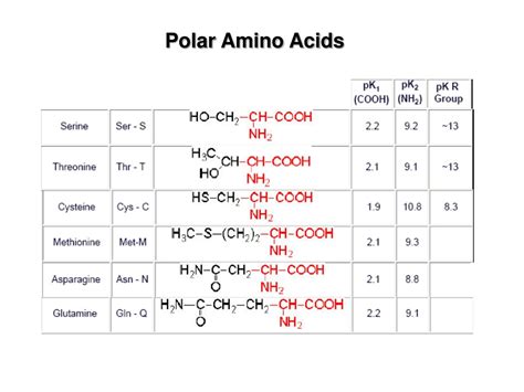 amino acids  protein building blocks powerpoint