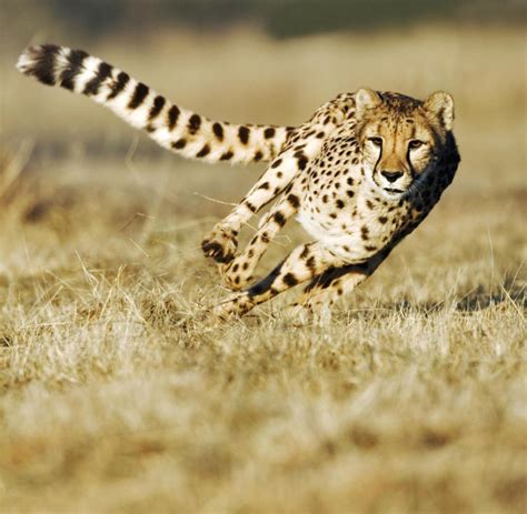 raubkatze geparde beschleunigen schneller als ein ferrari welt