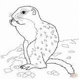 Squirrel Ground Arctic Drawing Coloring Clipart Pages Line Getdrawings Supercoloring Printable Clipground Categories sketch template