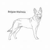 Malinois Belgian sketch template