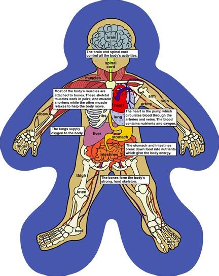 human body systems  kids modernhealcom