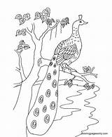 Peacocks Paon Getdrawings sketch template