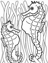 Seahorse Coloring Color Pages Horse Sea Print Coloring2print sketch template