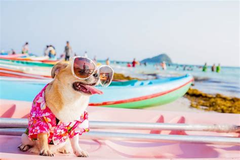 times summer   vacation  pets  dogington post