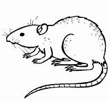 Rat Pages Coloring Underground Animals Coloringcrew Printable Drawing Getcolorings Getdrawings sketch template