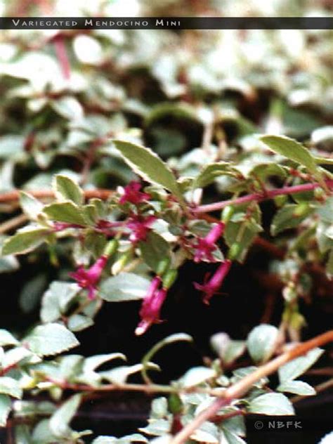 variegated mendocino mini fuchsiafinder
