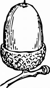 Acorn Coloring Clip Colouring Clipart Advertisement sketch template