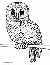 Owl Coloring Pages Baby Printable Realistic Owls Cute Color Kids Print Cool2bkids Template Getcolorings sketch template
