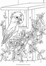 Coloring Birds Pages Dover Bird Publications Book Haven Animal Beautiful Books Sheets Color Colouring Creative Printable Welcome Adult Doverpublications Colour sketch template