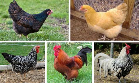 15 Reasons Chickens Stop Laying Eggs And The Solutions