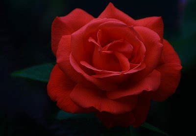 red rose  beaverton oregon canon forums
