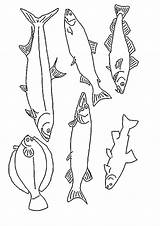 Kleurplaat Vissen Kleurplaten Fisch Fish Malvorlagen Fische Malvorlage Dieren Ausmalbild Pesci Ikan Mewarnai Coloriages Pesce Malen Poisson Animasi Animierte Animaatjes sketch template