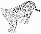 Animalstown Adults Getcoloringpages Panther sketch template