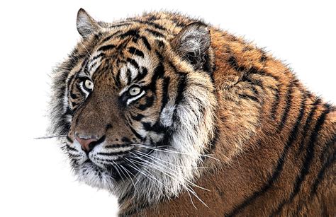 clipart collection tiger png transparent background