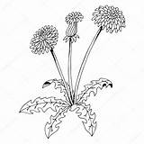 Dandelion Drawing Flower Getdrawings Taraxacum Isolated Graphic sketch template