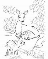 Deer Coloring Animal Kids Sheet Pages Printable Animals Deers sketch template