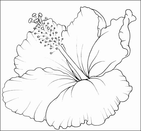 printable hibiscus flower template printable templates