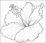 Flower Coloring Hawaiian Hibiscus Pages Plants Printable Template Flowers Kids Tropical Drawing Flores Para Tattoo Desenhos Sampletemplatess Desenho Flor Br sketch template