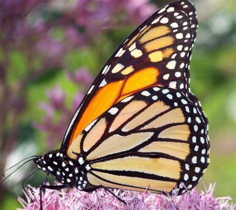 butterfly identification  guide hubpages