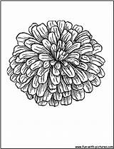 Zinnia Coloring Pages Flower Zinnias Flowers Sheets Tattoo Printable Skull Colouring Sheet Drawings Da Choose Board Kids sketch template
