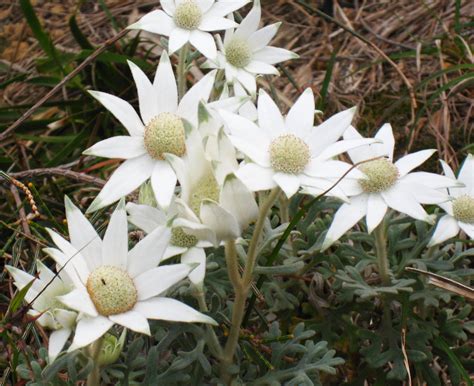flannel flower federation star actinotus helianthi 10 seeds