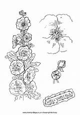 Hollyhocks Coloring Colouring Drawings Flower Flowers Drawing Pages 55kb Explore sketch template