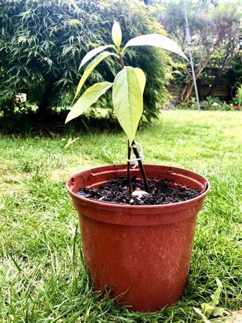 Avocado Plant – Houseyourplants
