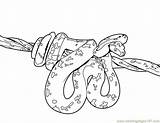 Snake Coloring Pages Printable Everfreecoloring sketch template