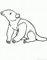 Anteater Coloring Pages 123coloringpages Animal sketch template