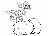 Potatoes Fruits Kiwi sketch template