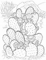 Cactus Succulents Printable sketch template