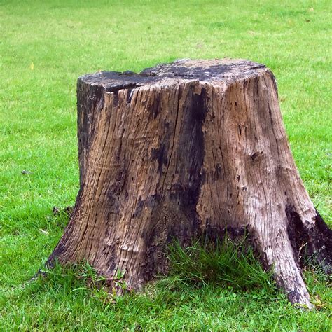 tree stump elite tree care