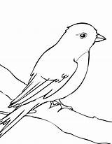 Coloring Mockingbird Songbird Kids Pages Designlooter Coloringbay Blackbird 39kb 1275 Linnet sketch template