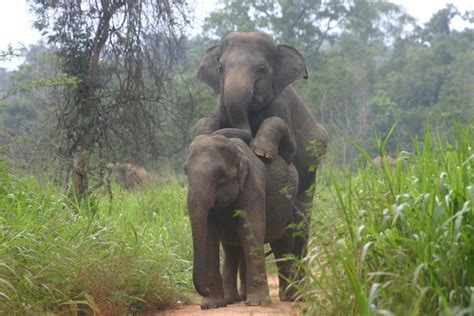 Unusual Sexual Behaviour Of A Bull Elephant At The Wasgamuwa National Park