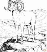 Sheep Coloring Bighorn Pages Mountain Rocky Printable Dall Drawing Colorado Kids Animal Print Color Books Supercoloring Colouring Adult Sheets Search sketch template