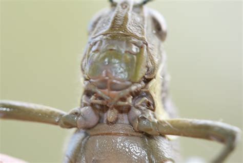Valanga Irregularis Hedge Grasshopper Or Giant Locust Flickr